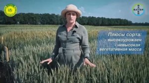 Сорта озимой пшеницы АО Артель