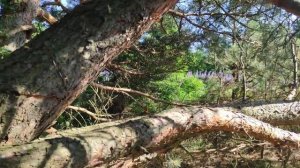 Роеловство. Пчеловодство. Разгар роеловного сезона. Бродячие рои опять залетели в три ловушки #Рои