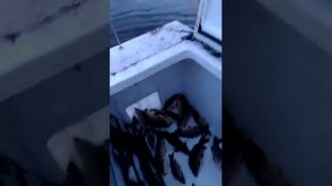Зарыбление пруда