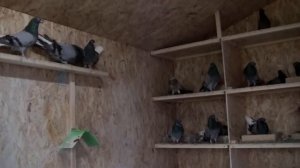 голуби на продажу 8(910)251-02-38
