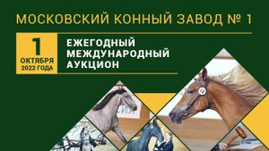 ХIX Ежегодный аукцион лошадей орловской рысистой породы