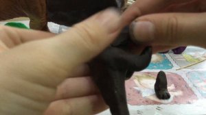 Как слепить трицератопса динозавра из пластилина