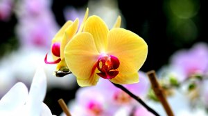 Экхарт Толле - 33. Ты - Небо, озвучивает Nikosho.mp4