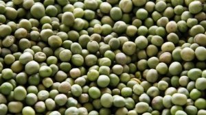 Выращивание гороха как бизнес
