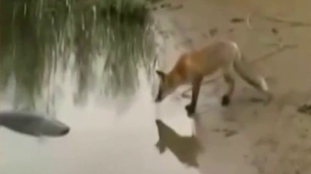 Лиса тащит сома к берегу. Лиса рыбачит! смотреть онлайн