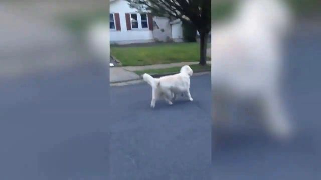 Глаза собаки - авт. Андрей Новосёлов. текст - неизв. смотреть онлайн