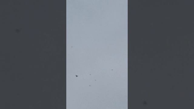 Голуби в липецкой области в Волово 7 августа. смотреть онлайн