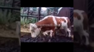 Шка а крастаров ай та тита тита тай 5минут #корова #танцы