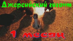 джерсийский гигант часть2.mp4