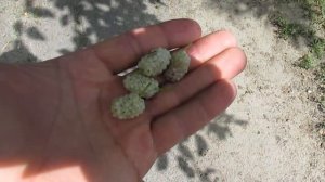 Какие шелковицы я выращиваю и почему именно их