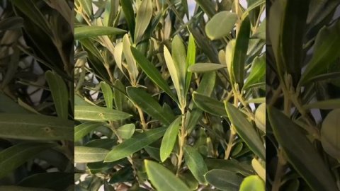 Олива европейская