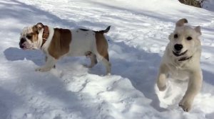 Английский бульдог и вольная борьба.