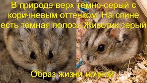 Хомяки. Виды хомяков в дикой природе. Часть 2