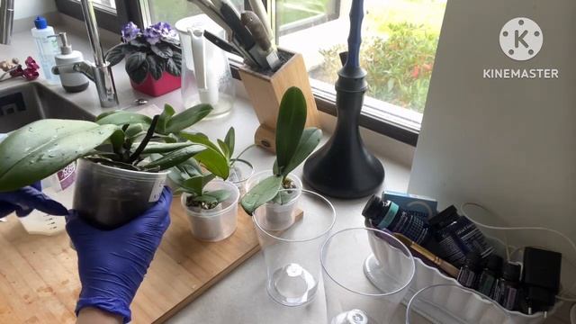 Новые орхидеи первый полив и обработка ☺️???? #phal #орхомания #поливорхидей #орхидеи