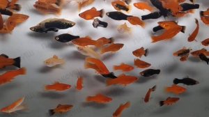 Меченосец ассорти разведение ПАНАКФИШ (Xiphophorus helleri)