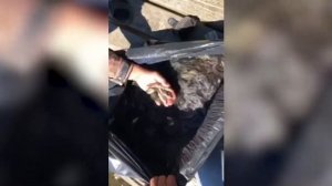 Зарыбление волги