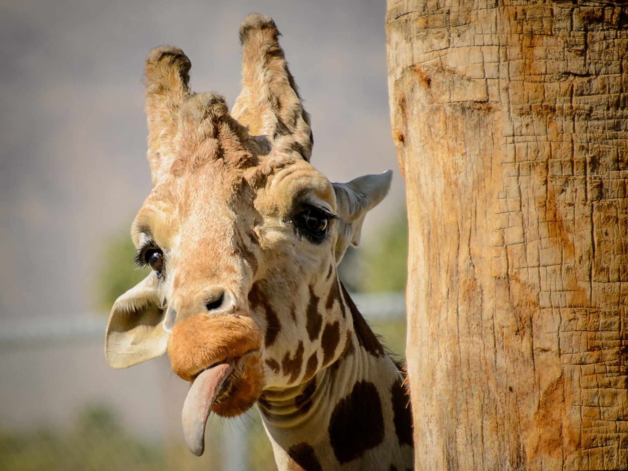 жираф фото животного в хорошем качестве