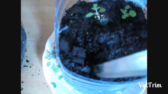 как посадить клубнику на подоконнике? смотреть онлайн