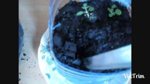 как посадить клубнику на подоконнике?