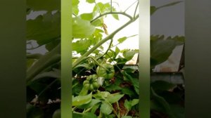 Томат Минусинское манго