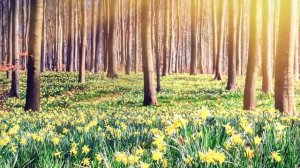 Красивая расслабляющая музыка, Устраняющая негативные мысли и эмоции, Музыка для сна