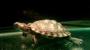 Гигиена красноухой черепахи. Стрижка когтей и купание