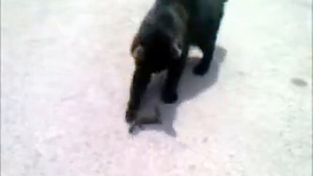 Голодный кот смотреть онлайн