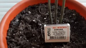 Я ТЕПЕРЬ ВСЕГДА ВТЫКАЮ СПИЧКИ В ГОРШКИ С РАСТЕНИЯМИ