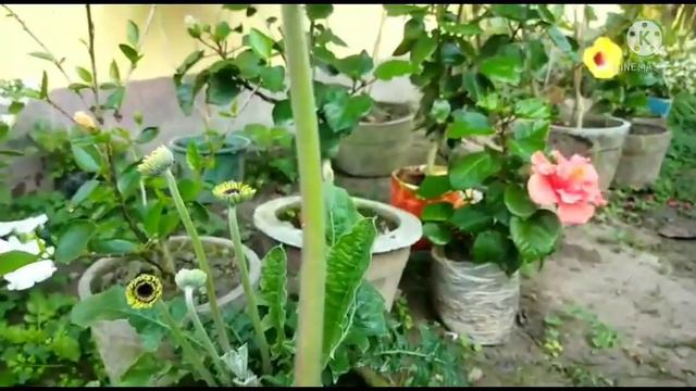 Dianthus, zerbera and bougainvillea flowers / Winter special part 4 смотреть онлайн