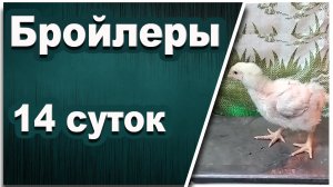 Цыплята из столового яйца -14 дней. На "СЛАВНОМ КОРМЕ" от Премикс и пробиотиках от БИОТЕХАГРО