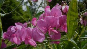 Вьюн цветок — декоративный вьюнок для выращивания в саду