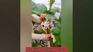 Наконец-то поспел красный банан! Пробуем сорт Кавендиш в Сочи!