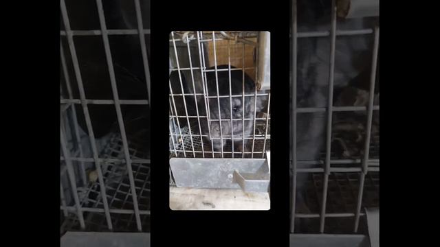 Взвешивание шиншиллят