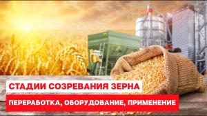 Стадии созревания зерна: переработка, оборудование, дальнейшее применение