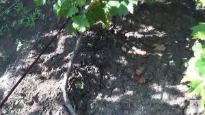 Сорт винограда Юлиан. Влияние подвоя на привой. Виноград 2015.