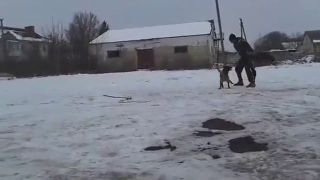 Малинуа бельгийская овчарка | Бельгийская овчарка Украина