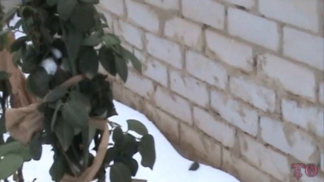 МОЙ САД УКРЫТИЕ КУСТОВ РОЗ НА ЗИМУ, ОБРЕЗКА РОЗ смотреть онлайн