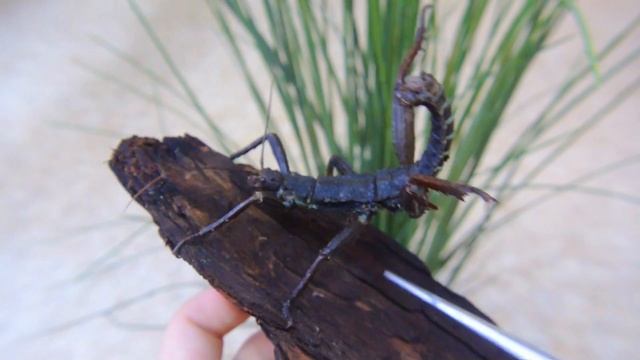 Шипастый новогвинейский палочник. Оборона смотреть онлайн