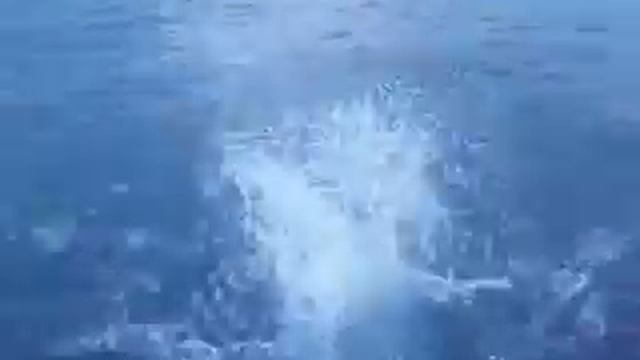 Человек карась смотреть онлайн