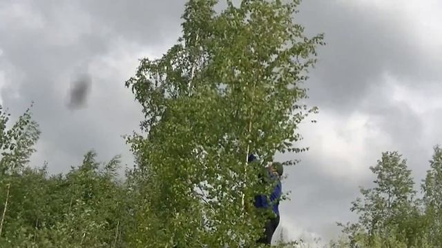 Заготовка БАННЫХ ВЕНИКОВ, серебристый тополь гигант. Мотоблок беларус смотреть онлайн