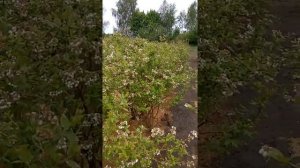 Голубика , майские жуки (хрущи )