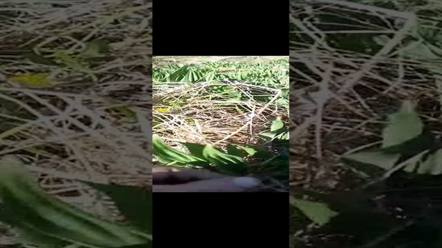 сходил за черемшой смотреть онлайн