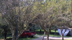 Сажаю медоносные кустарники