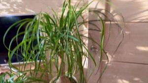 Нолина- красавица царица, обзор и уход