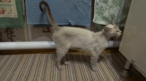 Кошка после стерилизации