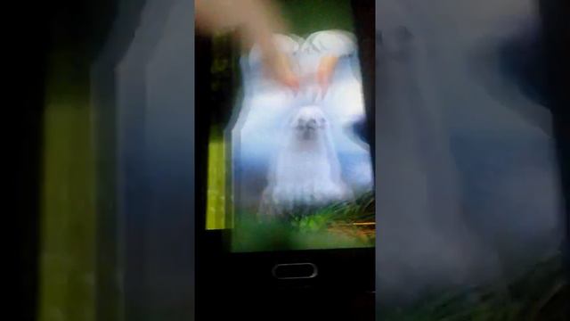 Супер милые семьи животных😍 смотреть онлайн