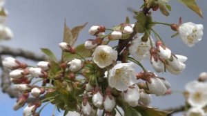 Цветут цветы и деревья весной