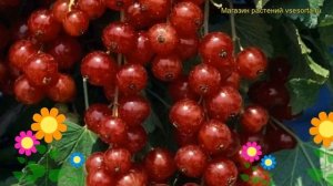 Смородина красная Ролан. Краткий обзор, описание характеристик ribes rubrum Krasnaya Rolan