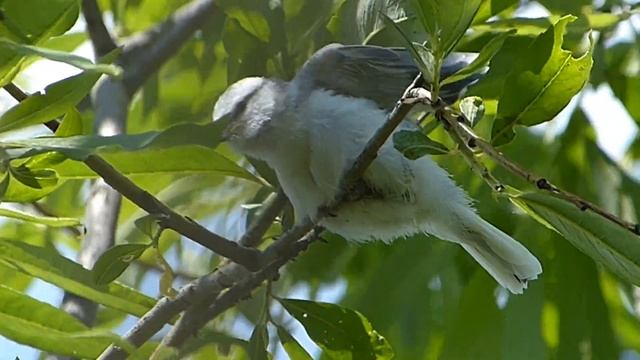 Слёток белой лазоревки или князька. Жаркое лето. смотреть онлайн