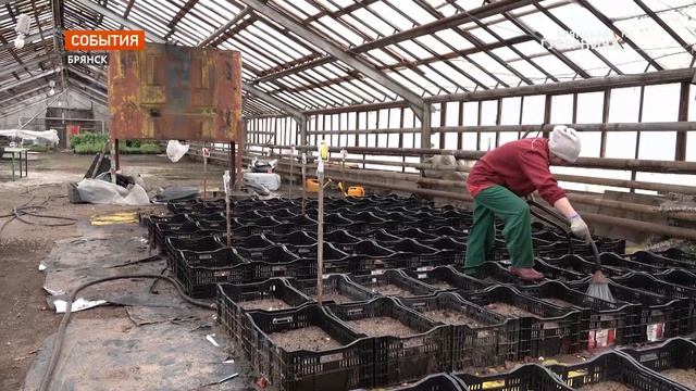 В теплицах Дорожного управления Брянска взошли 25 тысяч тюльпанов.mp4